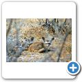 Etosha Nationalpark - L&ouml;ffelhund