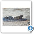 Etosha Nationalpark - T&uuml;pfelhy&auml;ne