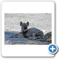 Etosha Nationalpark - T&uuml;pfelhy&auml;ne