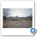 Etosha Nationalpark - L&ouml;we