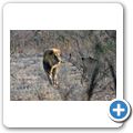 Etosha Nationalpark - L&ouml;we