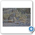 Etosha Nationalpark - L&ouml;we