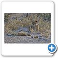 Etosha Nationalpark - L&ouml;we