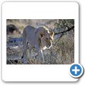 Etosha Nationalpark - L&ouml;we