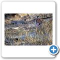 Etosha Nationalpark - L&ouml;we