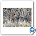Etosha Nationalpark - L&ouml;we