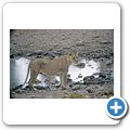Etosha Nationalpark - L&ouml;we
