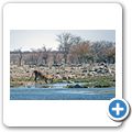 Etosha Nationalpark - L&ouml;we