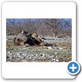Etosha Nationalpark - L&ouml;we beim Essen