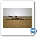 Etosha Nationalpark - Ein totes Zebra zieht viele Aasfresser an