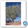 G&auml;stefarm "Dornh&uuml;gel" - Marula-Baum