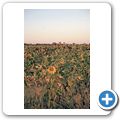 G&auml;stefarm "Dornh&uuml;gel" - Sonnenblumen