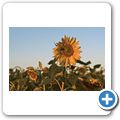 G&auml;stefarm "Dornh&uuml;gel" - Sonnenblumen