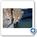 G&auml;stefarm "Okomitundu" - Gepard