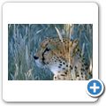 G&auml;stefarm "Okomitundu" - Gepard
