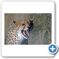 G&auml;stefarm "Okomitundu" - Gepard