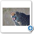 G&auml;stefarm "Okomitundu" - Gepard
