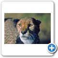 G&auml;stefarm "Okomitundu" - Gepard