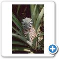 Sinharaja Forest Reserve - Ananas