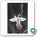 Sinharaja Forest Reserve - Bambus Orchidee