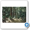 Sinharaja Forest Reserve