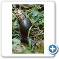 Sinharaja Forest Reserve - Riesenschnecke