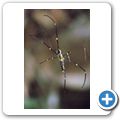 Sinharaja Forest Reserve - Seidenspinne