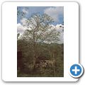 Baum mit Flughunden