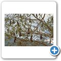 Baum mit Flughunden