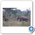 Udawalawe National Park - Elefant