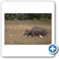 Horton Plains - Wasserb&uuml;ffel + Reiher