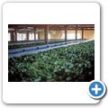 Teeplantage und -fabrik