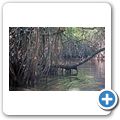 Bentota River
