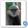 Besuch eines "Privat"-Zoos - Wei&szlig;bartlangur