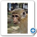 Besuch eines "Privat"-Zoos - Hutaffe