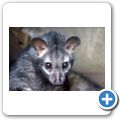 Besuch eines "Privat"-Zoos - Beutelratte