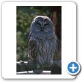 Cape Breton Island - Two Rivers Wildlife Park - Streifenkauz