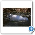 Cape Breton Island - Two Rivers Wildlife Park - Polarfuchs