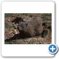 Cape Breton Island - Two Rivers Wildlife Park - Biber