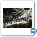 Witless Bay Ecological Reserve - Trottellumme