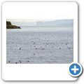 Witless Bay Ecological Reserve - Papageitaucher