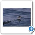 Witless Bay Ecological Reserve - Papageitaucher
