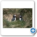 Witless Bay Ecological Reserve - Papageitaucher