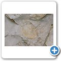Lake Huron - Versteinerter Trilobit am Seeufer