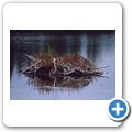 Algonquin Provincial Park - Beaver Pond Trail
