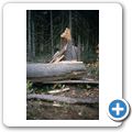 Algonquin Provincial Park - Beaver Pond Trail