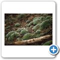 Algonquin Provincial Park - Hardwood Lookout Trail
