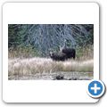 Algonquin Provincial Park - Elch