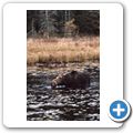 Algonquin Provincial Park - Elch