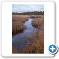 Algonquin Provincial Park - Spruce Bog Boardwalk